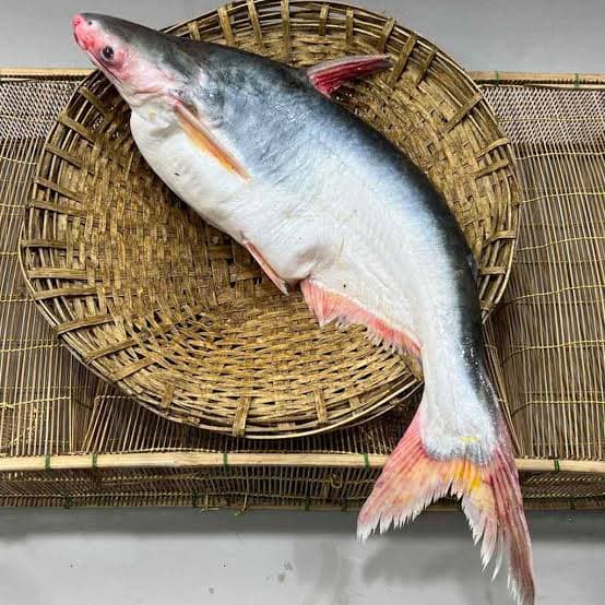 Pangass Fish cut, cleaned 