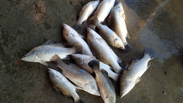 Bhetki Fish-Small size, Whole, Cleaned 