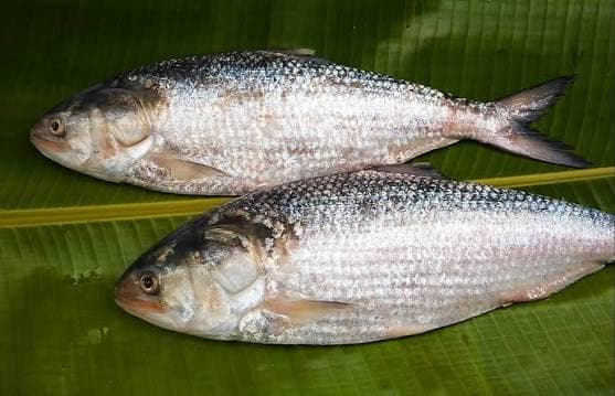 Hilsa / ilish 