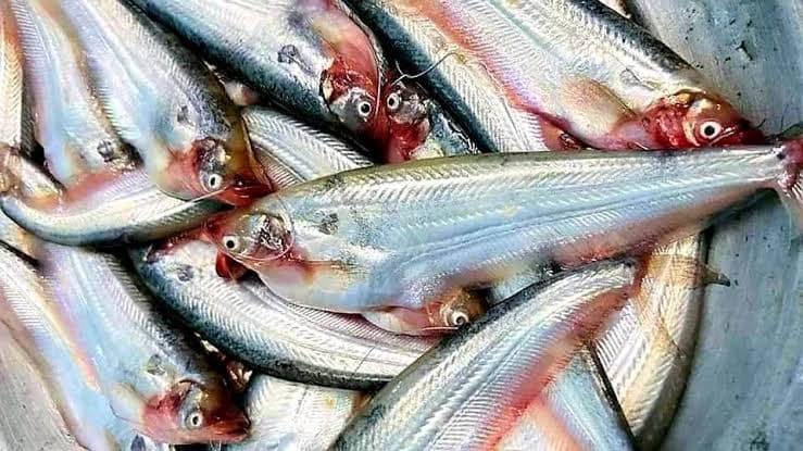 Pabda Fish - Large size, Whole, Cleaned ( 4 - 5 pcs per 250 g)