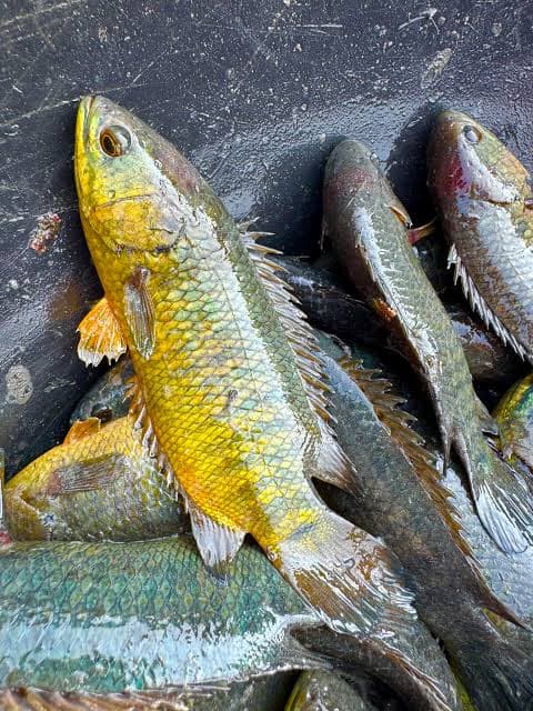 Local Koi Fish - whole, cleaned big size 