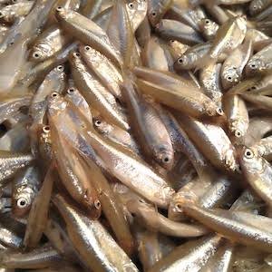 Desi Mourala Fish ( Bihar ) whole cleaned midium size 