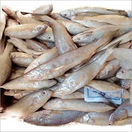 Bhola Fish midium size Whole Cleaned 