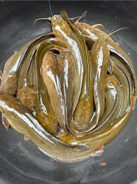 Desi magur fish 