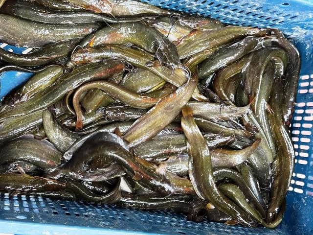  Local Shing Fish Whole, Cleaned 