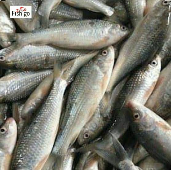  Local Bata Fish- Whole Cleaned 
