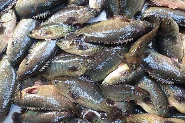  Local Koi Fish - whole cleaned midium size 