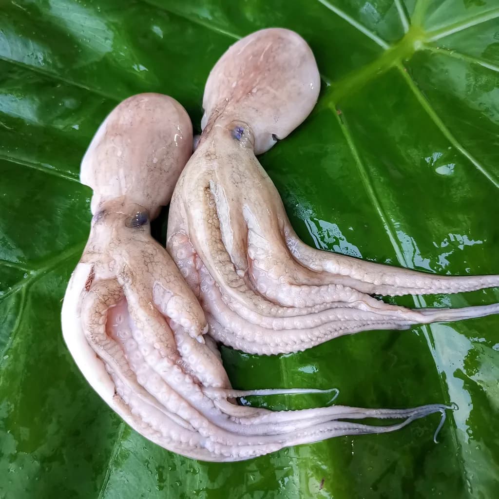 Octopus 