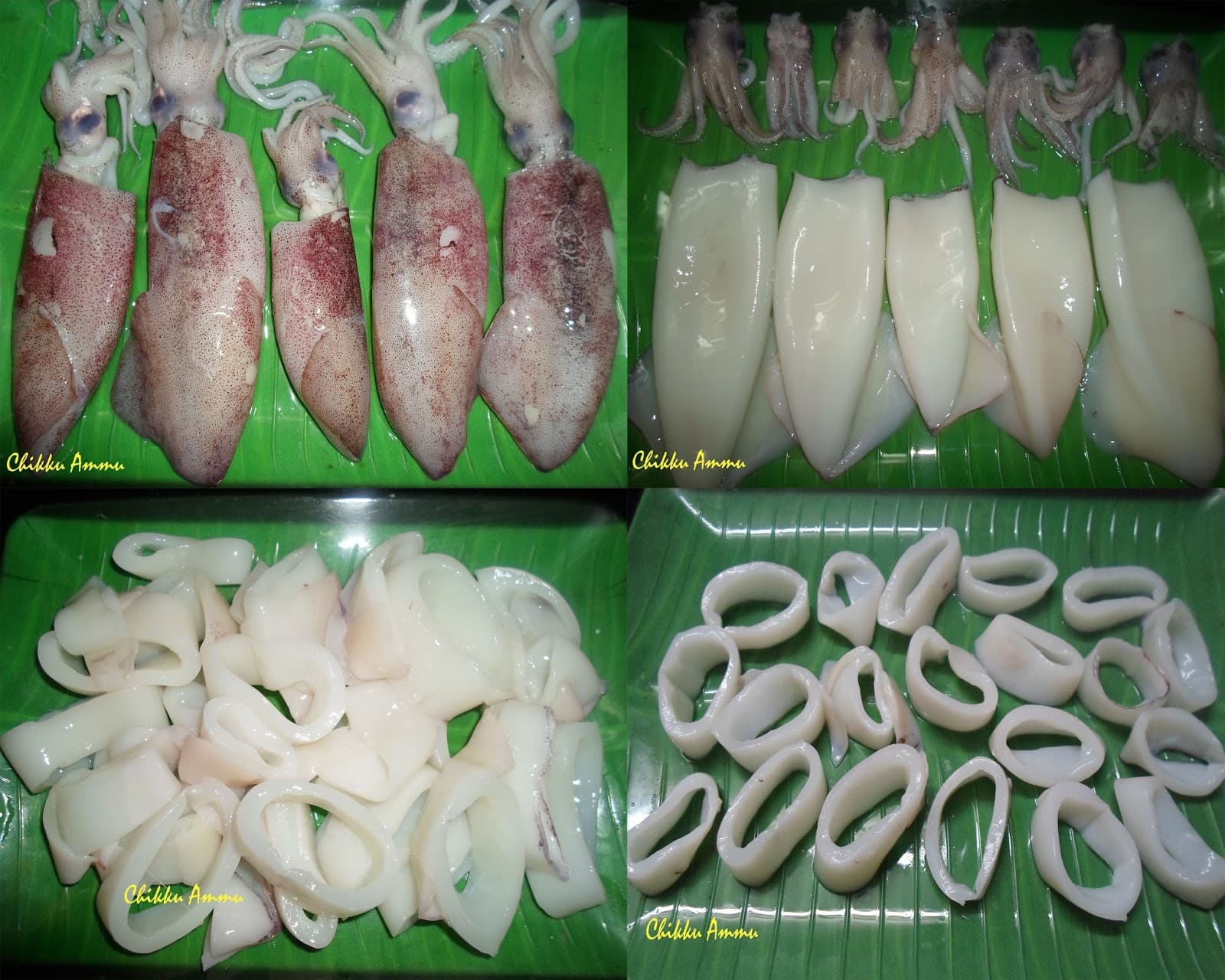 Squid