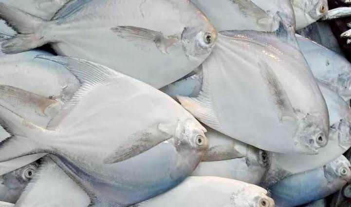 Pomfret ( medium size)