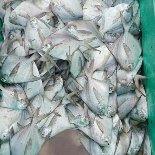 Pomfret Fish - Small size 