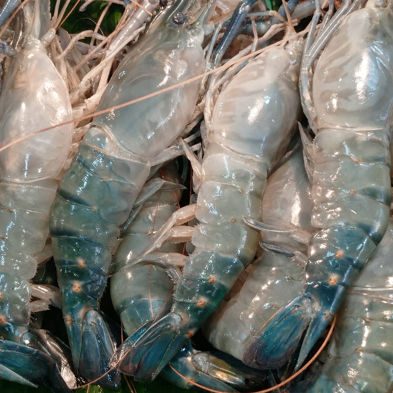 Golda Chingri/pawn medium 50g each