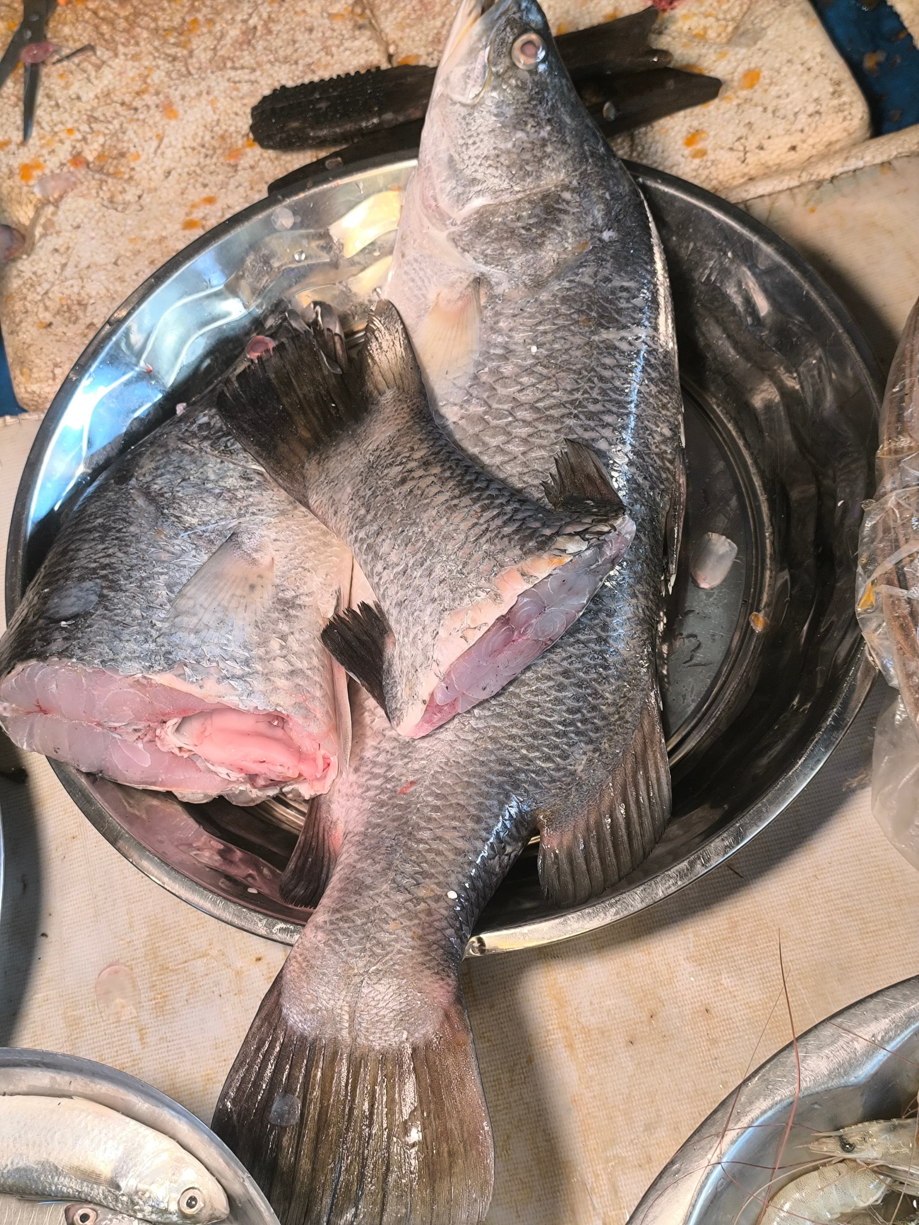 Bhetki with Head and Tail bengali cut