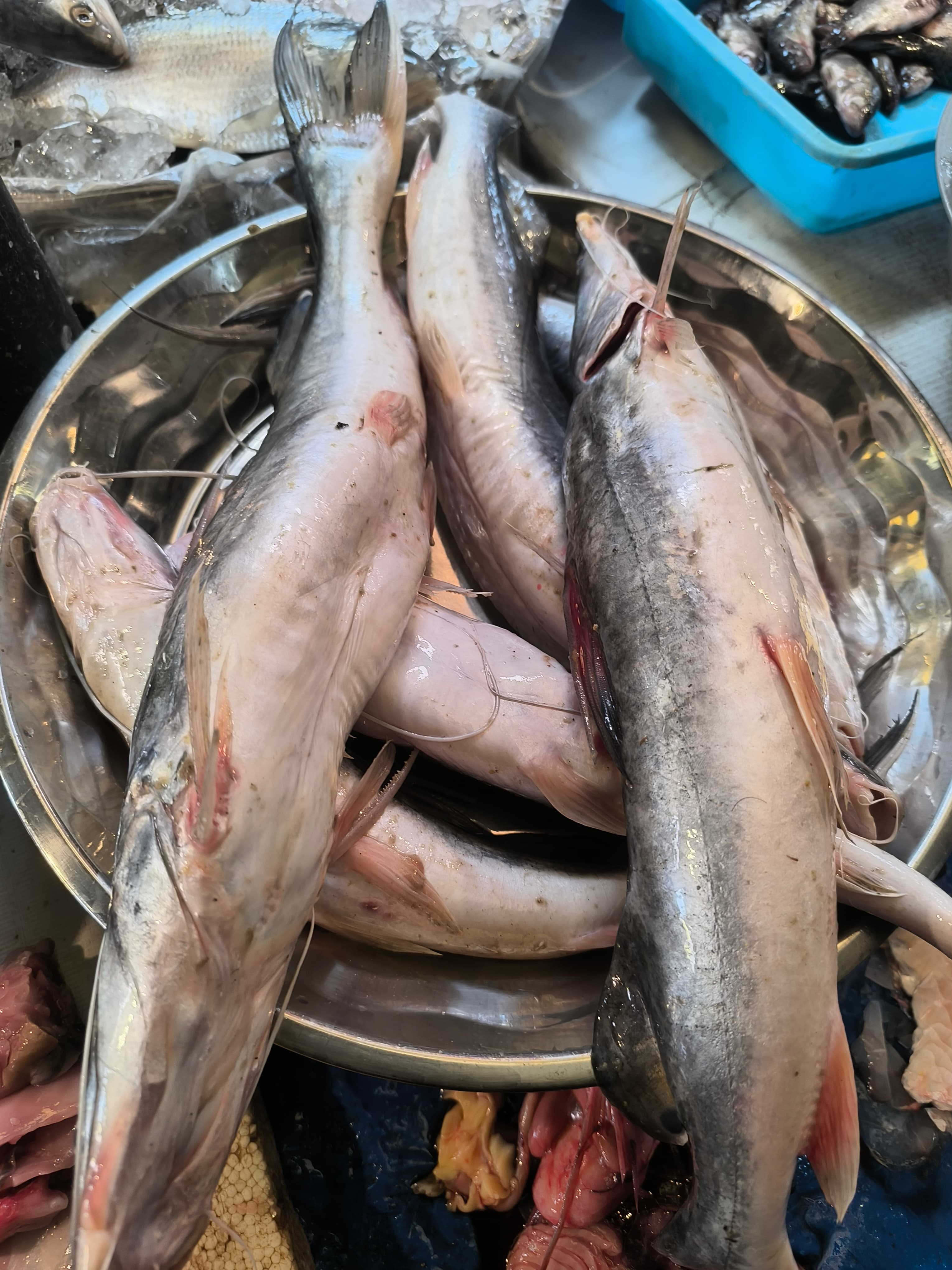 Aar ( Ayr) Fish- Whole, Cut, Cleaned 