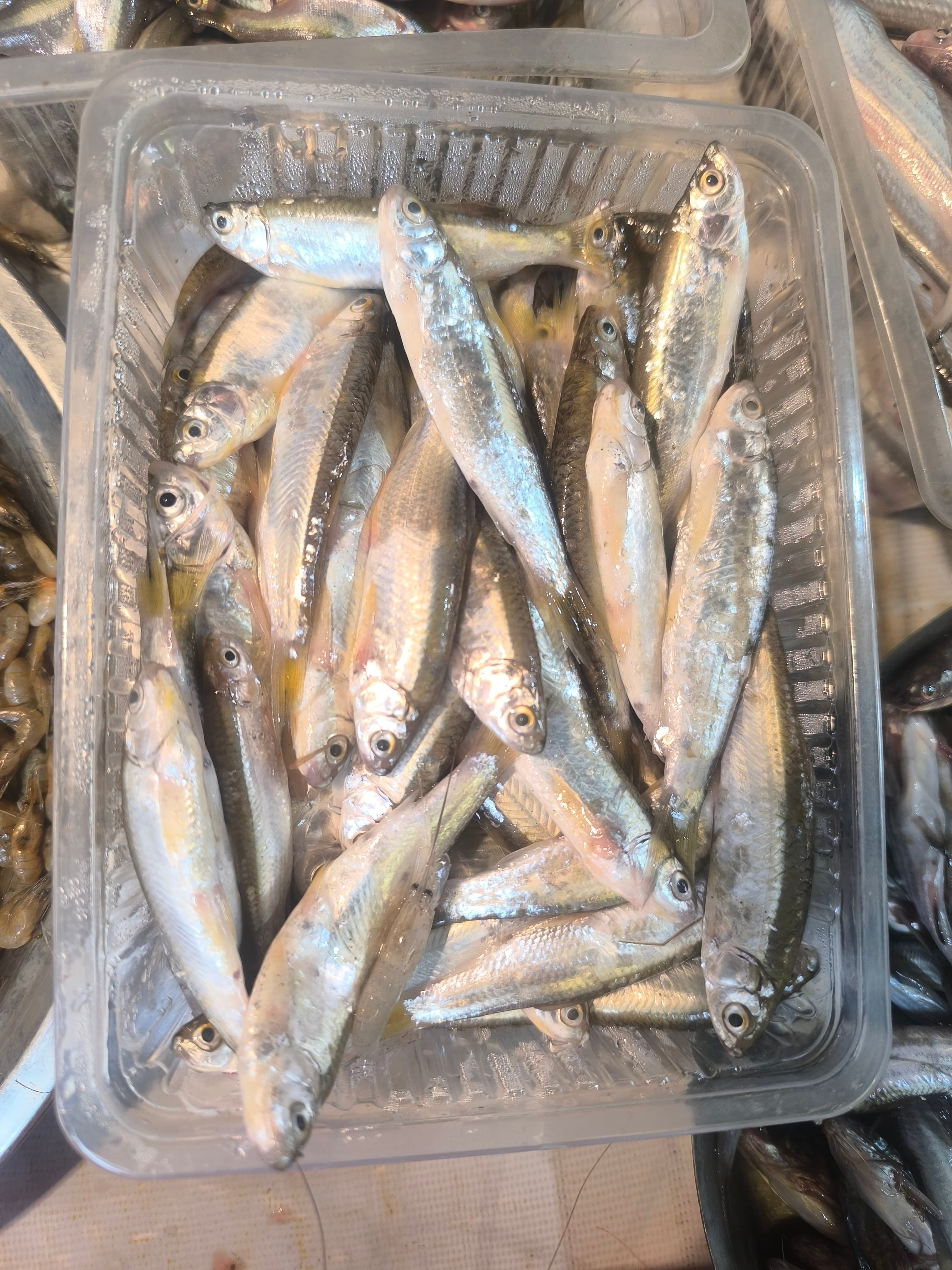 Boroli Fish ( gajoldoba) Cut and cleaned Medium Size 