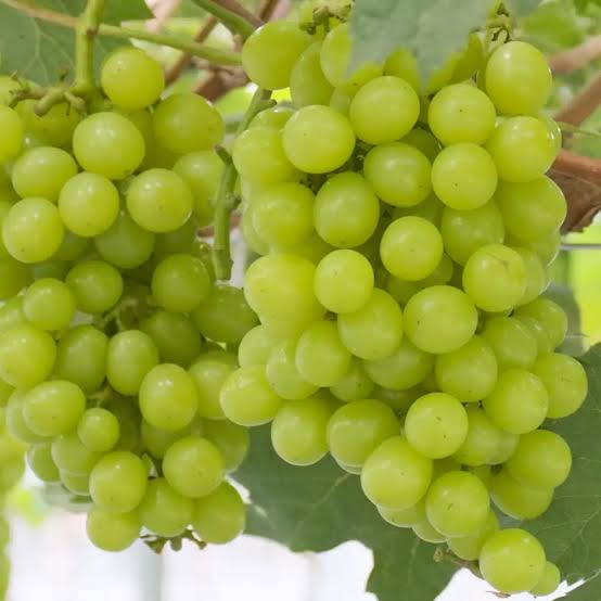 Premium Grapes