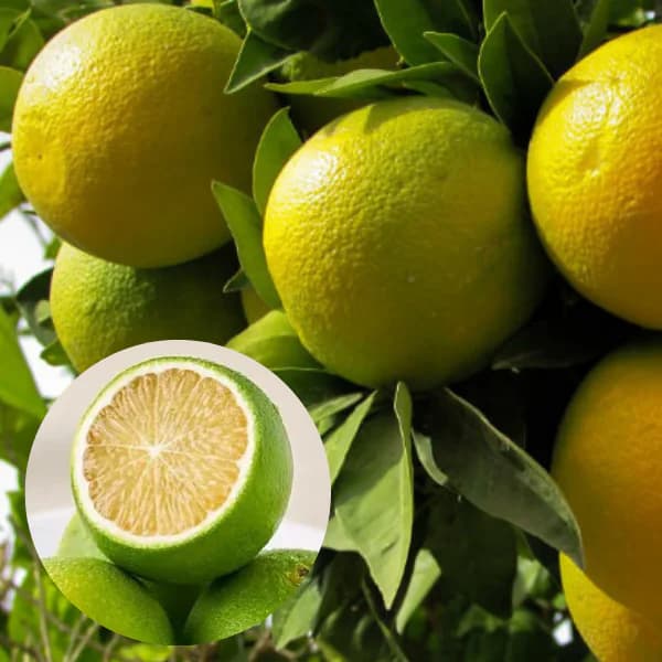 premium mosambi fruit