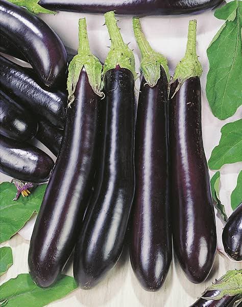 Long Eggplant