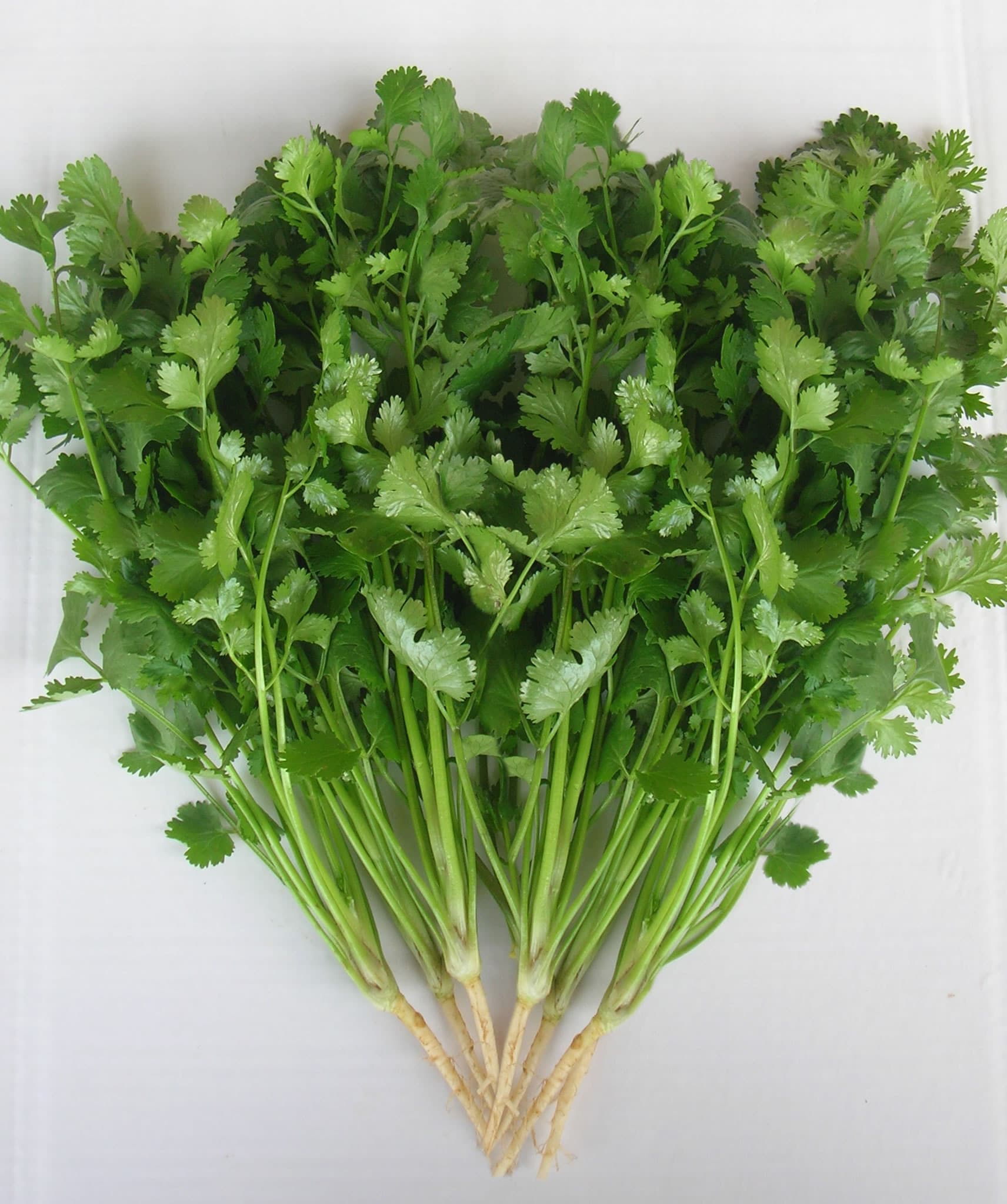 Fresh Coriander