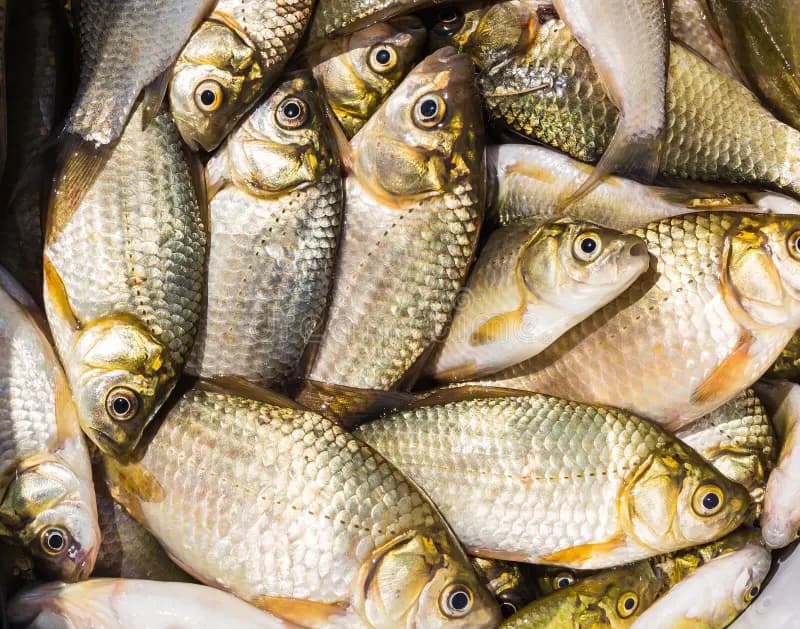 Fresh Small Fish — Boroli, Puthi, Kachki & More