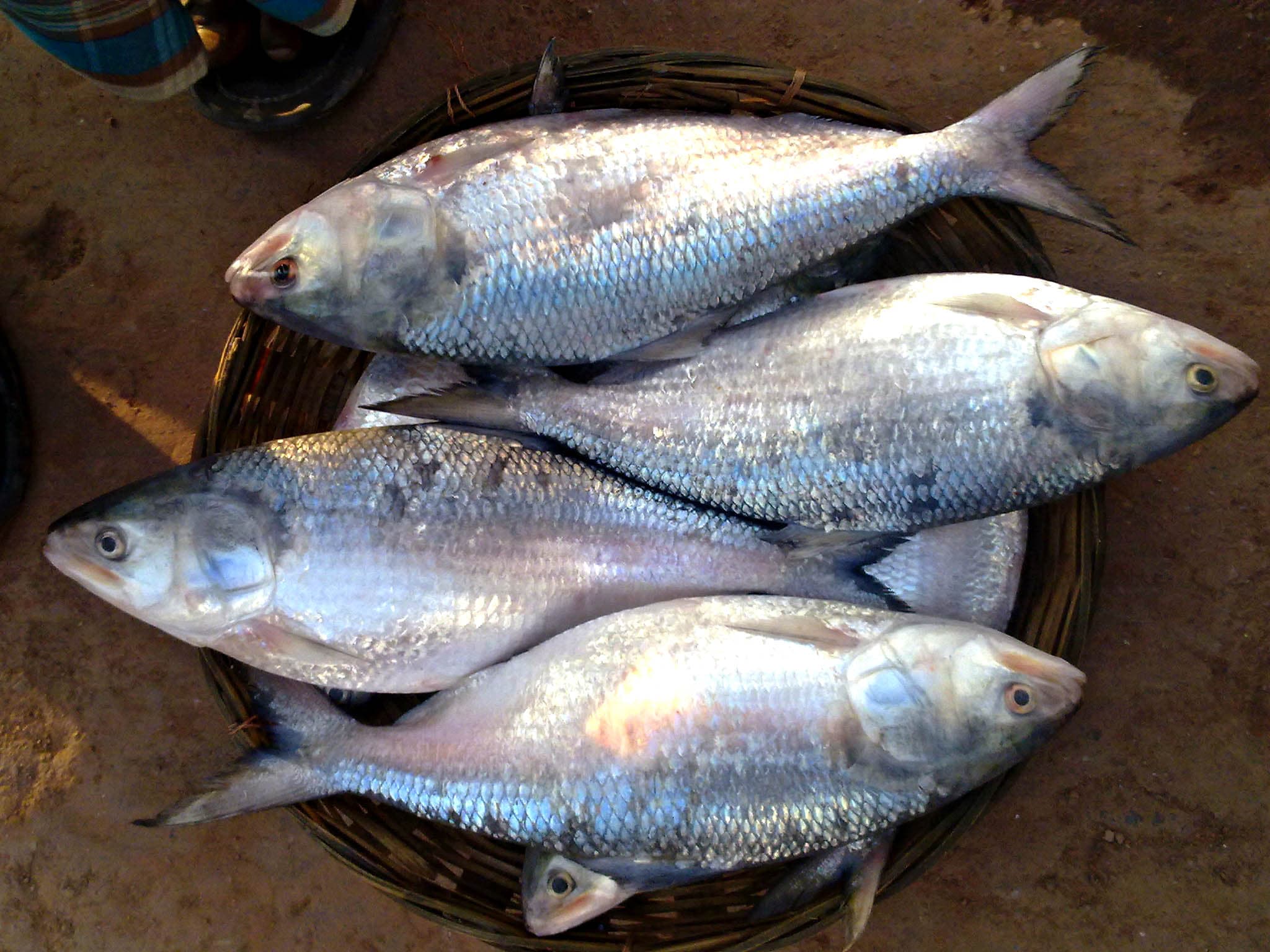 Authentic Hilsa (Ilish) — The King of Fish