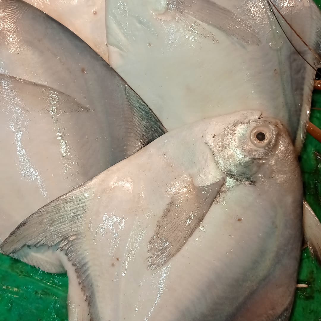 Fresh Sea Fish — Coastal Catch, Delivered Fresh